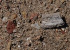 21 Chelmno - Knochenstücke im Sand